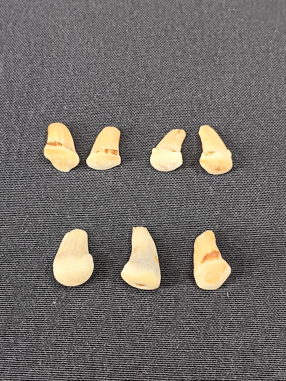 Lot Of 7 Rocky Mountain Elk Ivory Teeth